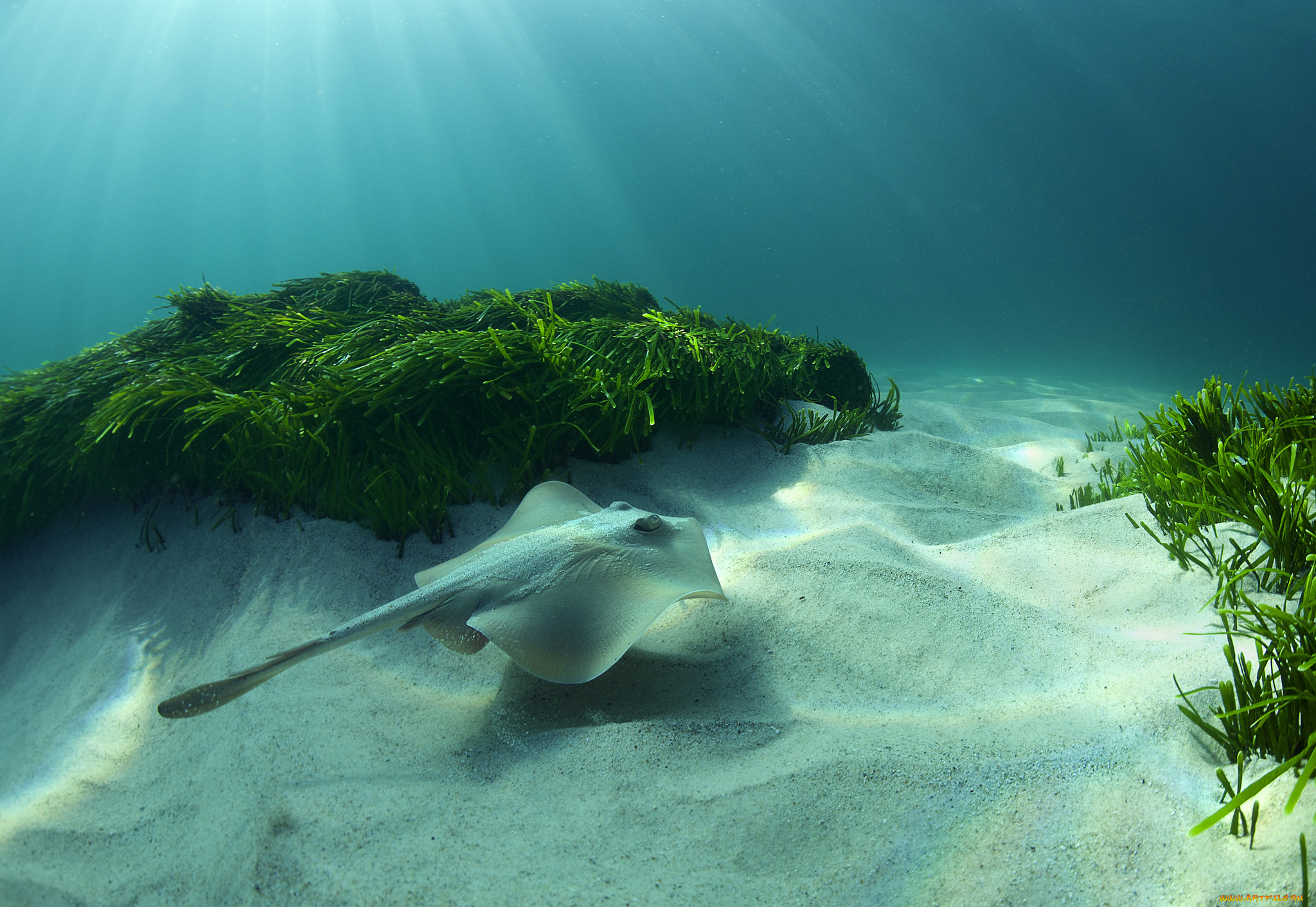 sting ray at bronte beach, ,  , , 